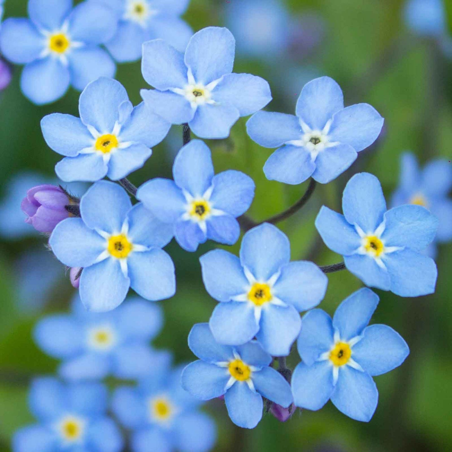 Blue forget me not blue flowers with yellow centers against a blurred green background.