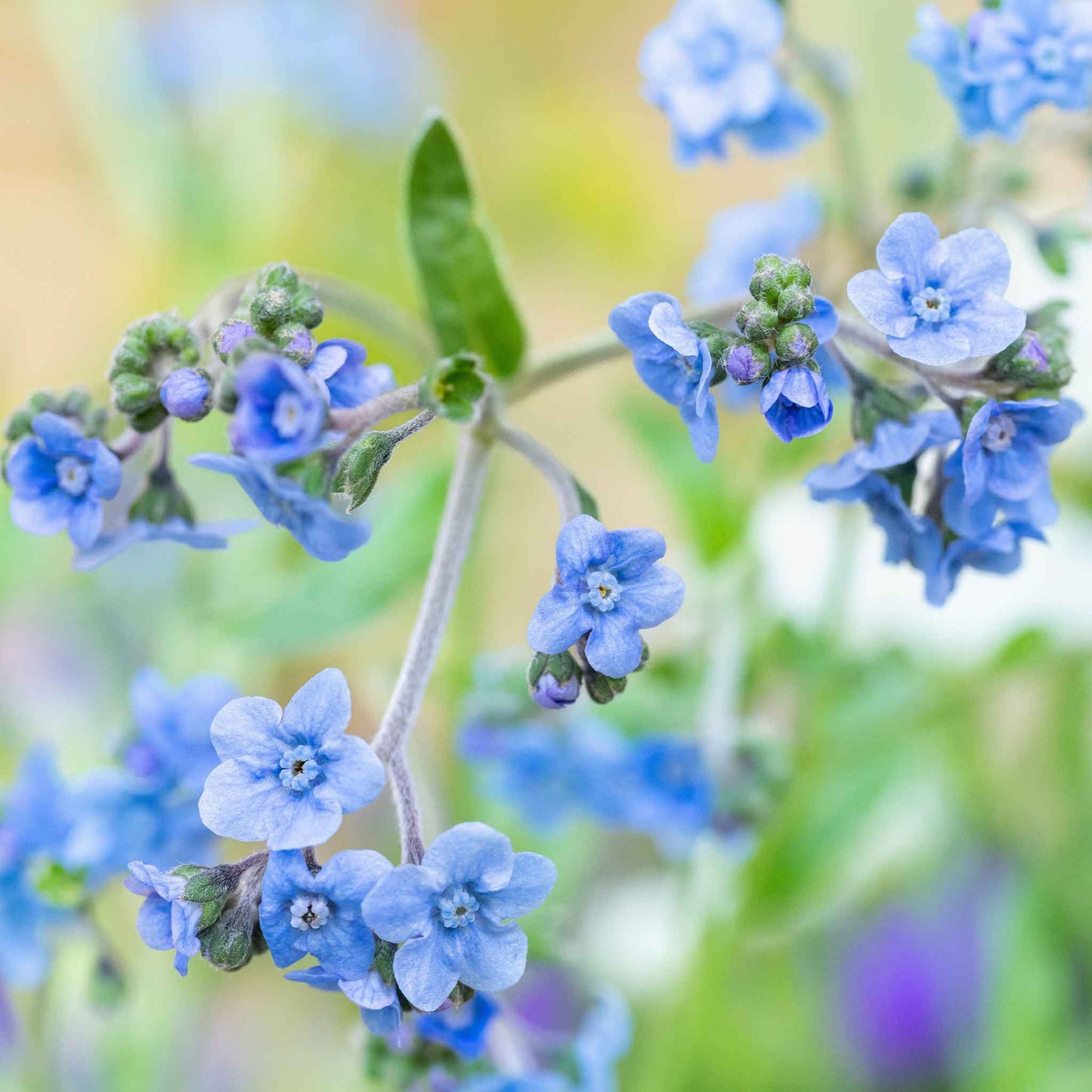 Blue forget me not chinese flowers on stems against a blurred green background.