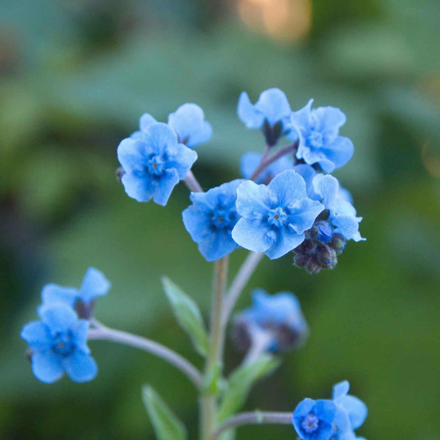 Blue forget me not chinese flowers growing against a blurred green background.