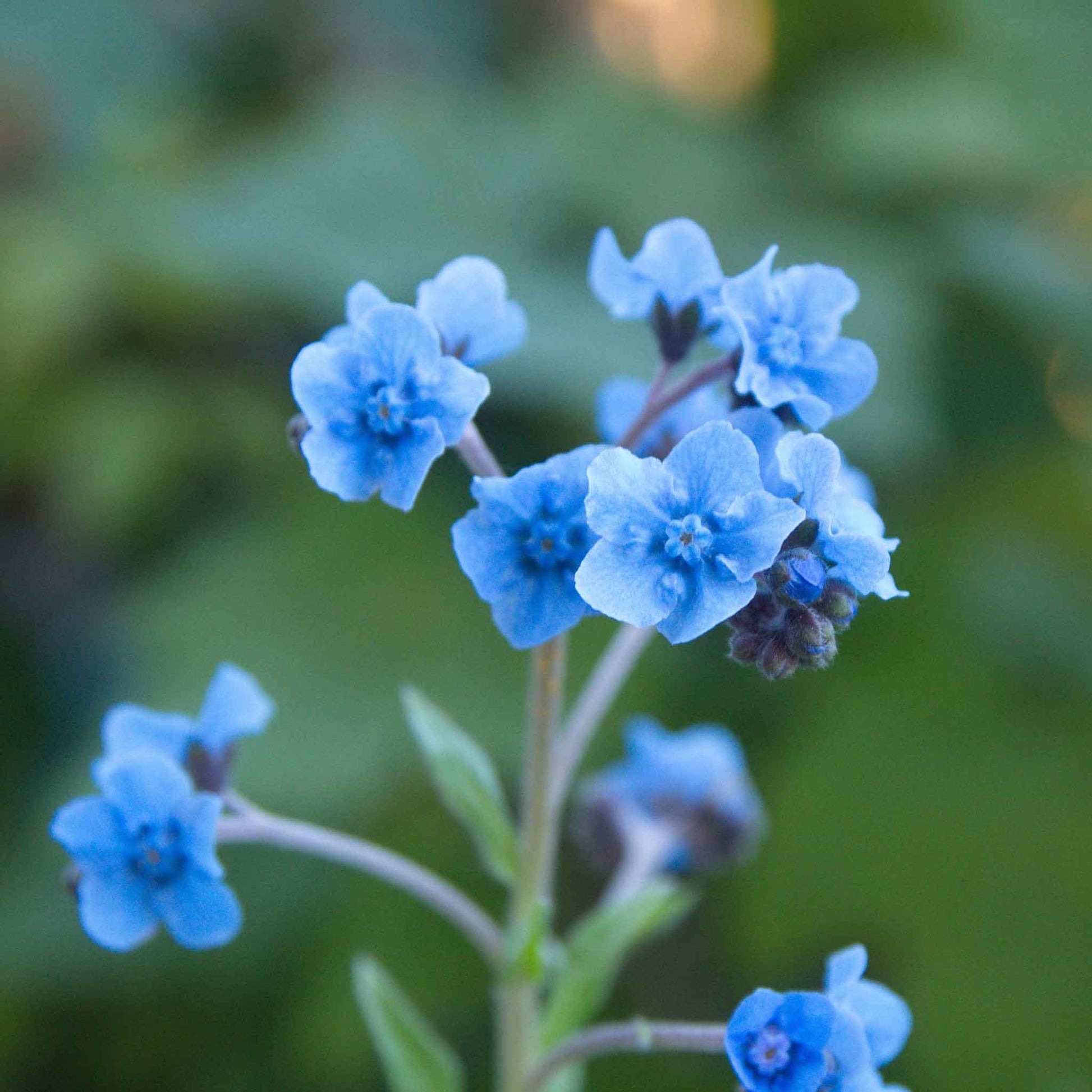 Blue forget me not chinese flowers growing against a blurred green background.