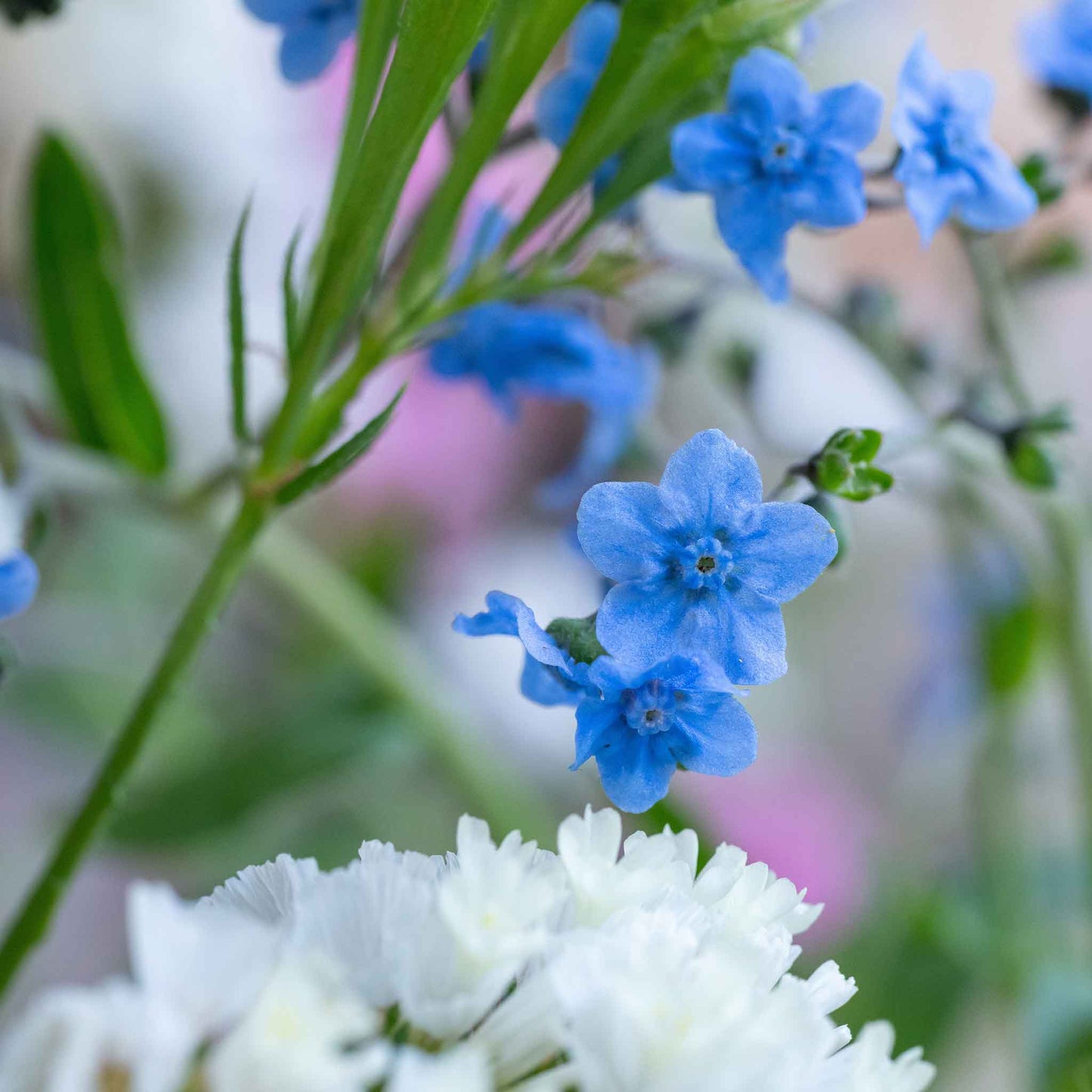 Blue and white forget me not chinese flowers against a blurred green background.