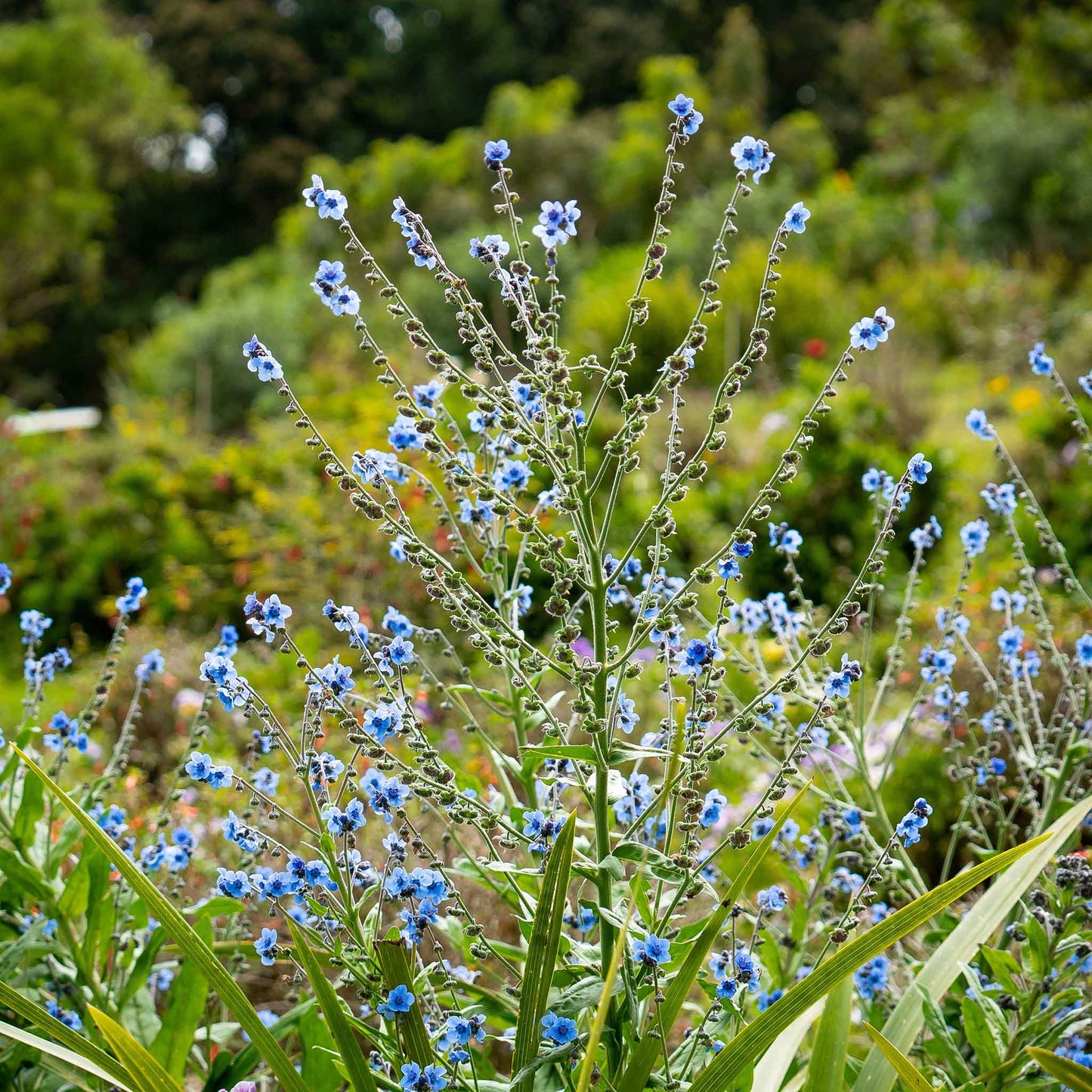 Pink, blue, and purple forget me not chinese flowers in a bright garden setting.