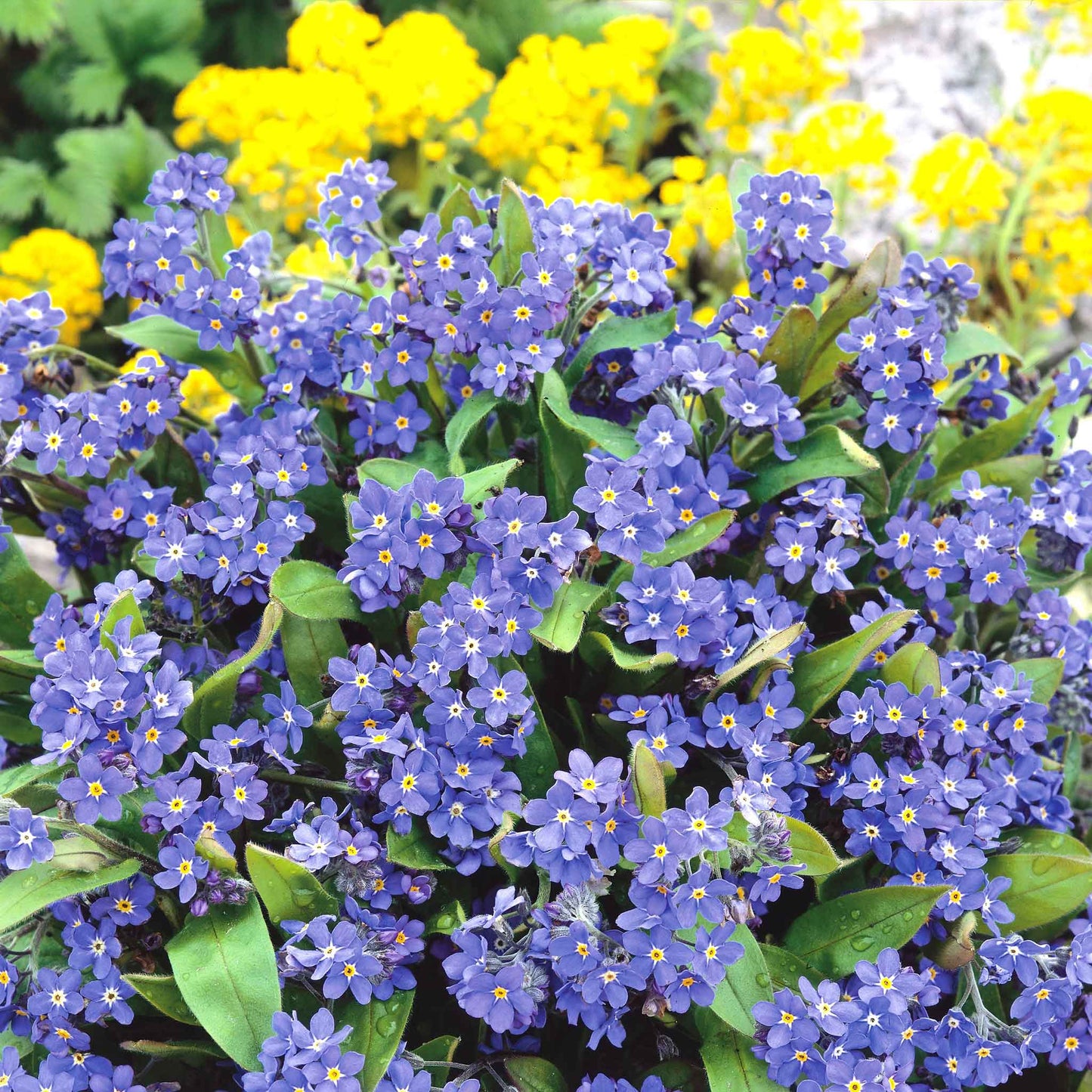 Blue forget me not ultramarine flowers growing against a bright yellow background.