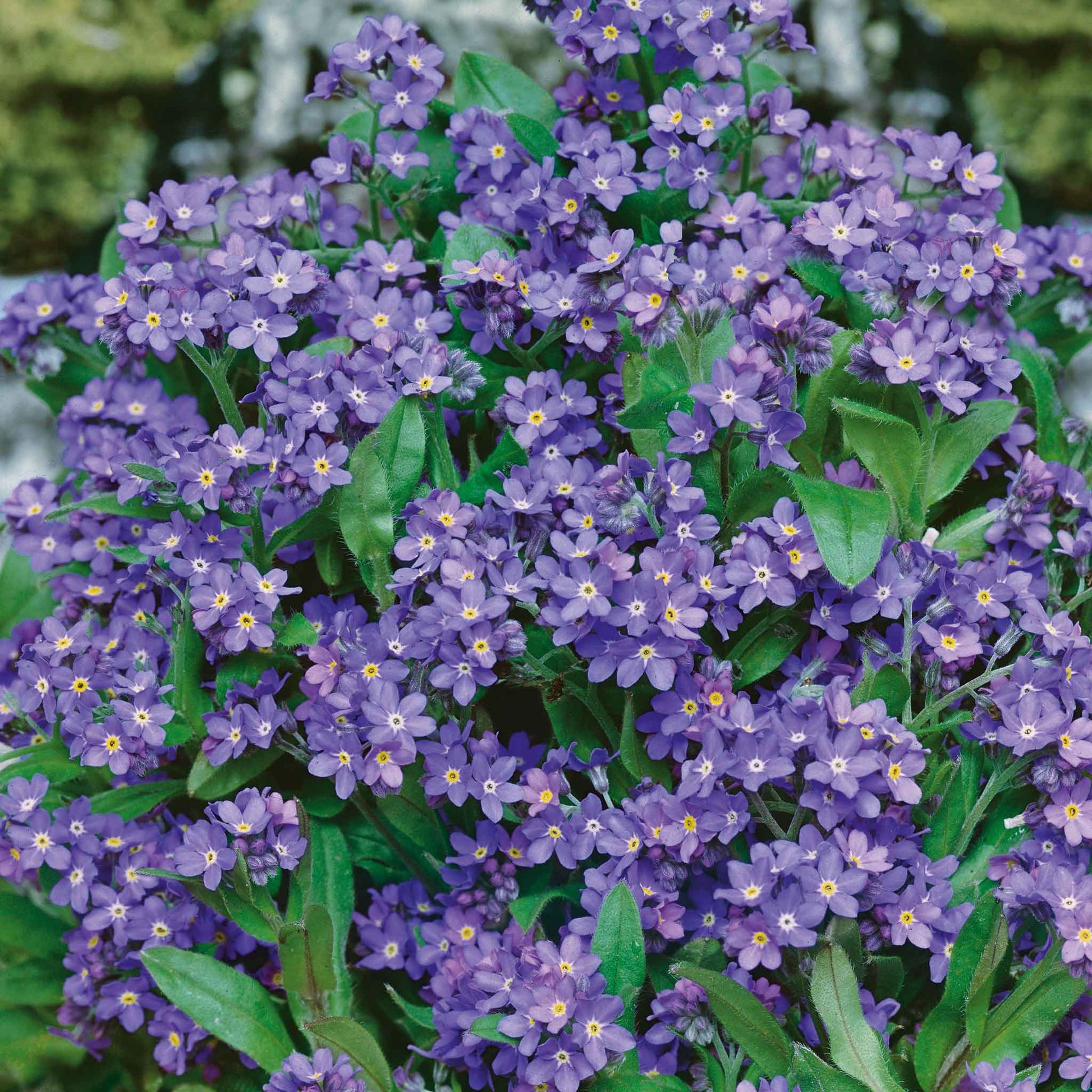 Purple forget me not indigo blue flowers growing against a blurred green background.