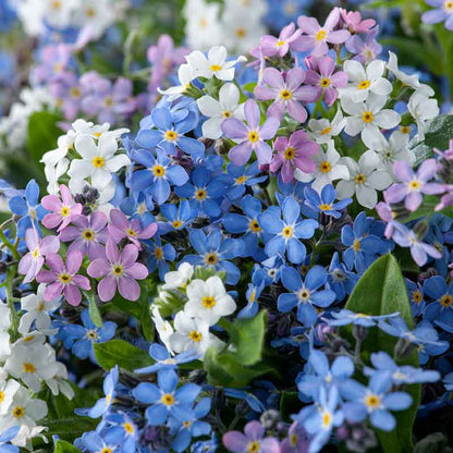 Blue and pink forget me not mixed flowers growing in a bright garden setting. | copyright: Floramedia UK Ltd