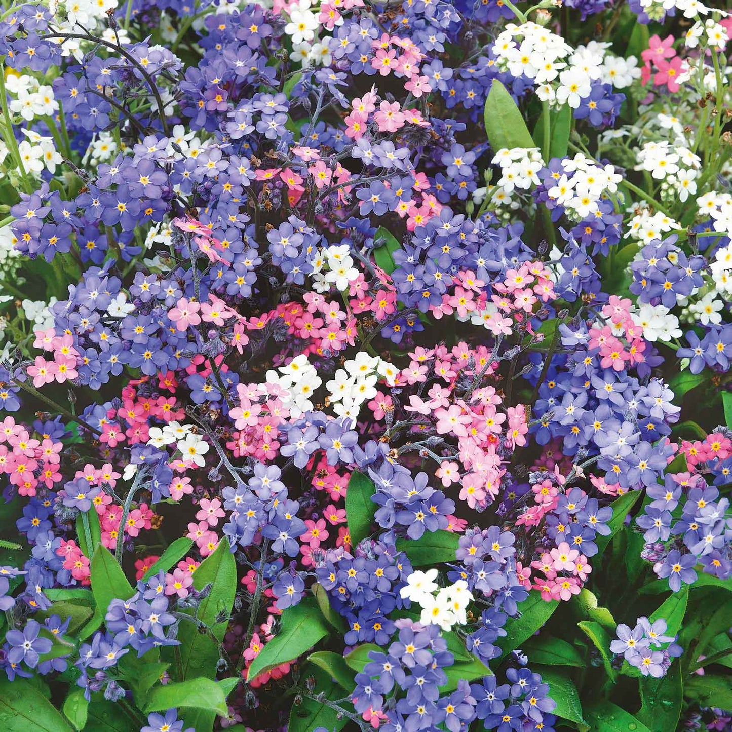 Blue and pink forget me not mixed flowers filling a bright garden setting.
