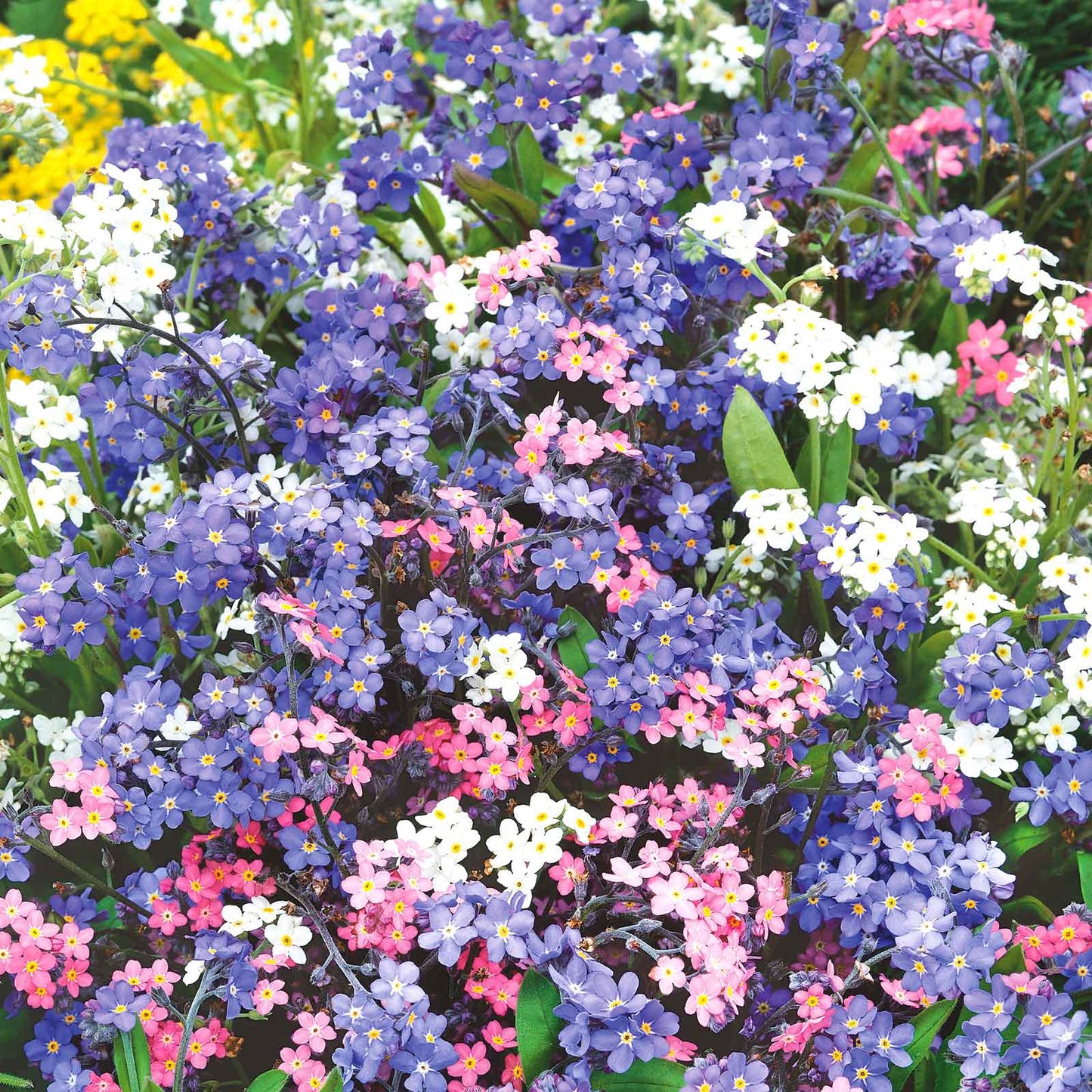Pink, purple, and blue forget me not mixed flowers in a bright garden setting.