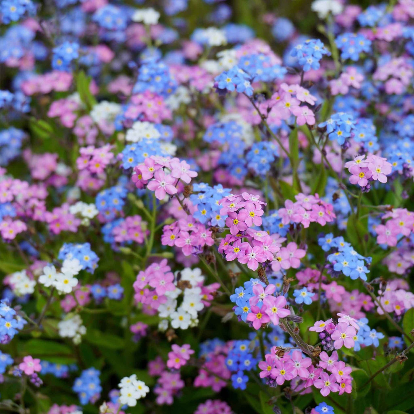 Pink and purple forget me not mixed flowers against a blurred green background.