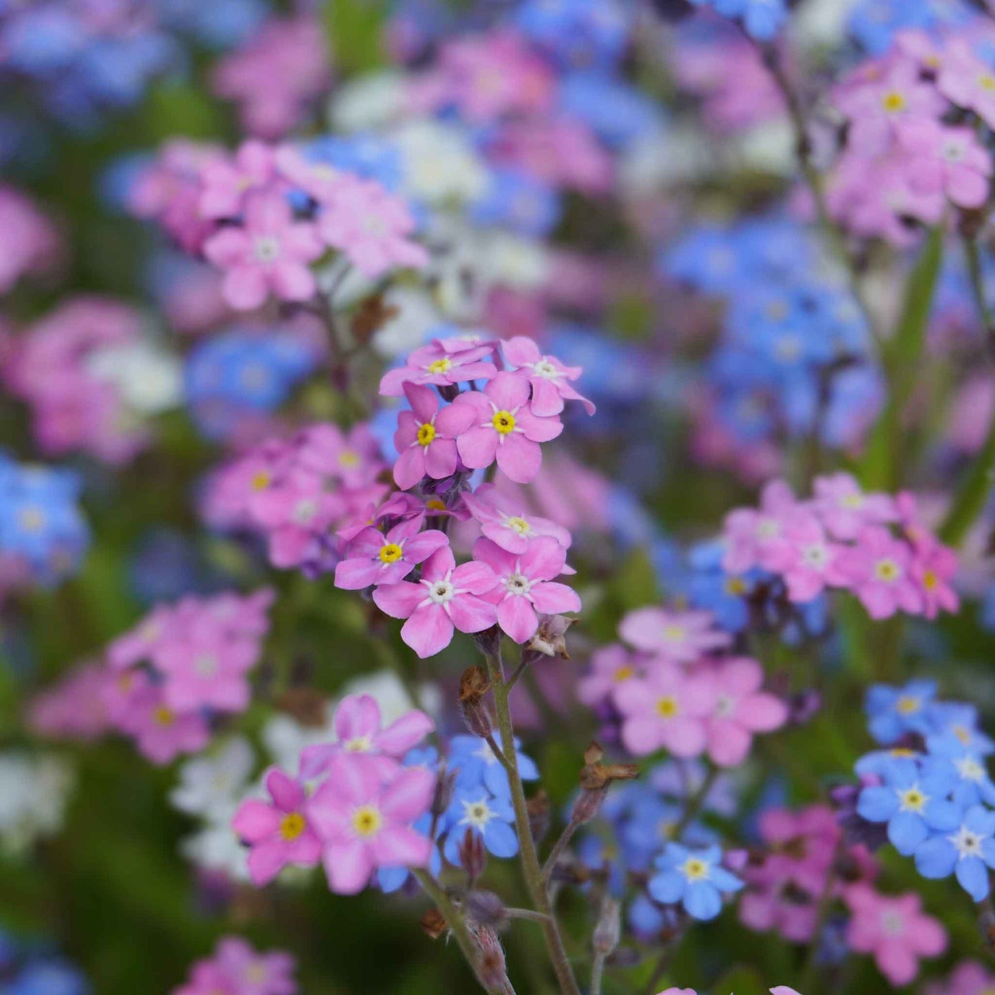 Pink, purple, and blue forget me not mixed flowers against a blurred green background.
