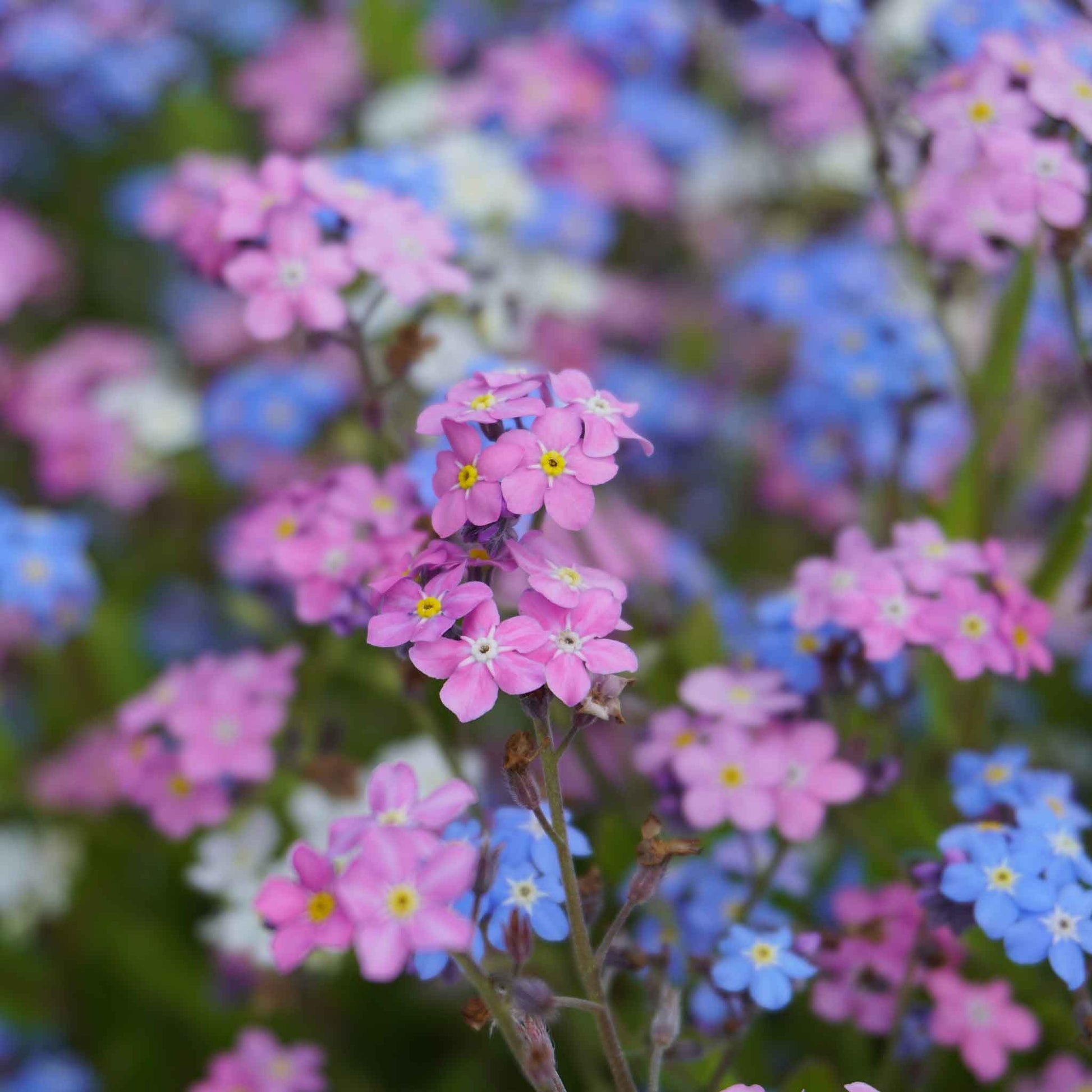 Pink, purple, and blue forget me not mixed flowers against a blurred green background.
