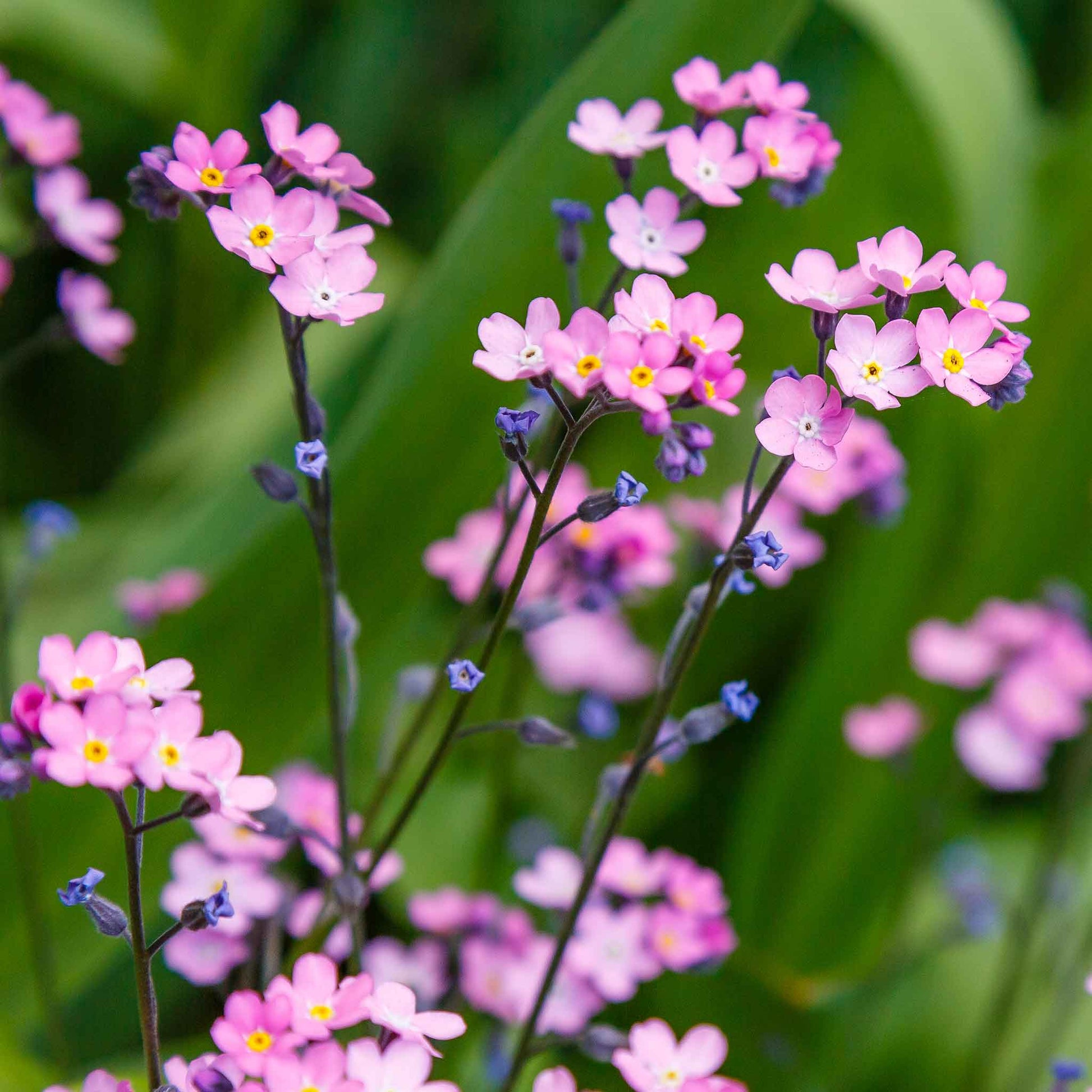 Pink forget me not rose flowers on stems against a blurred green background.