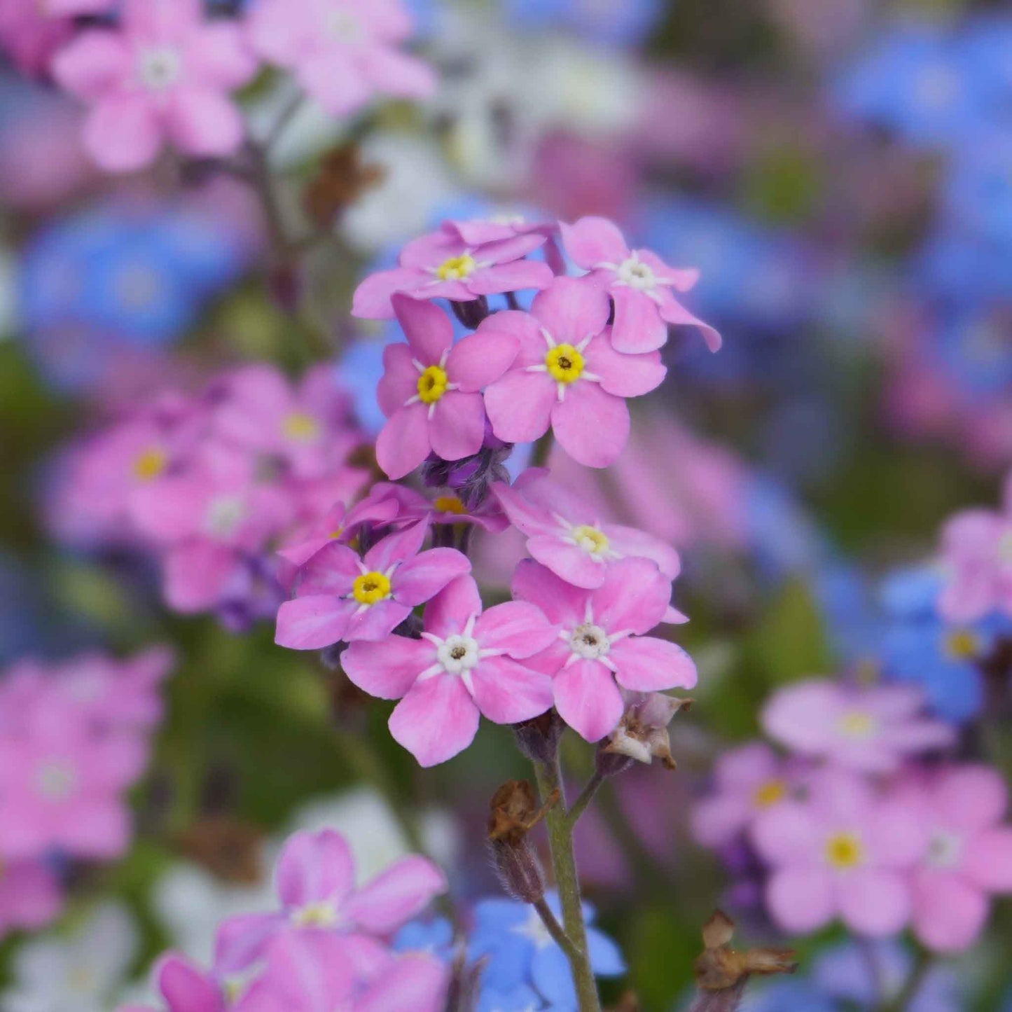 Pink forget me not rose flowers against a blurred blue and green background.