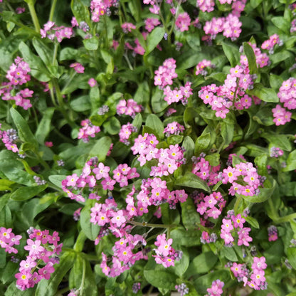 Pink forget me not rose flowers growing against a blurred green background.