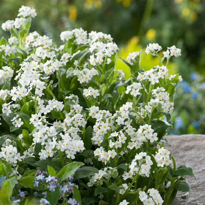 White forget me not white flowers with blue blooms against a blurred green background. | copyright: Floramedia UK Ltd
