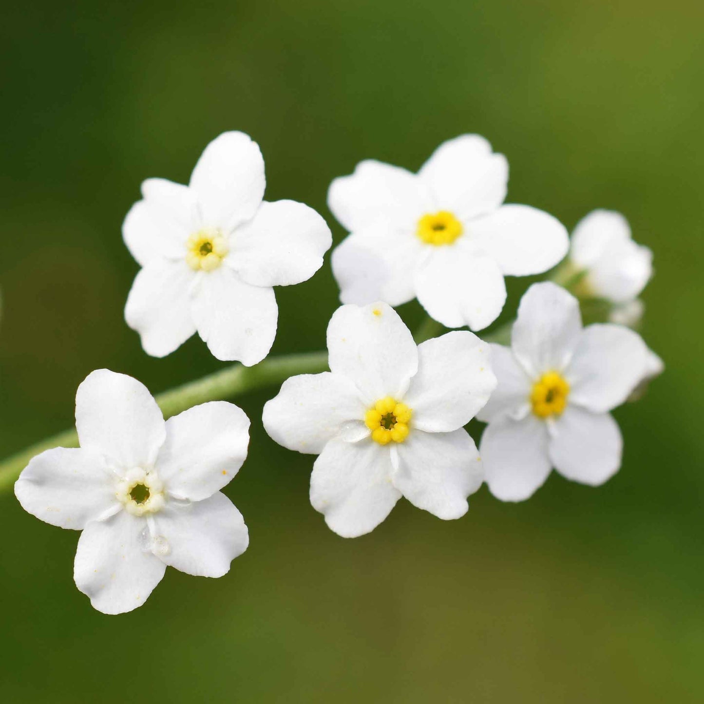 White forget me not flowers with yellow centers against a blurred green background.