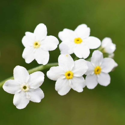 White forget me not flowers with yellow centers against a blurred green background.