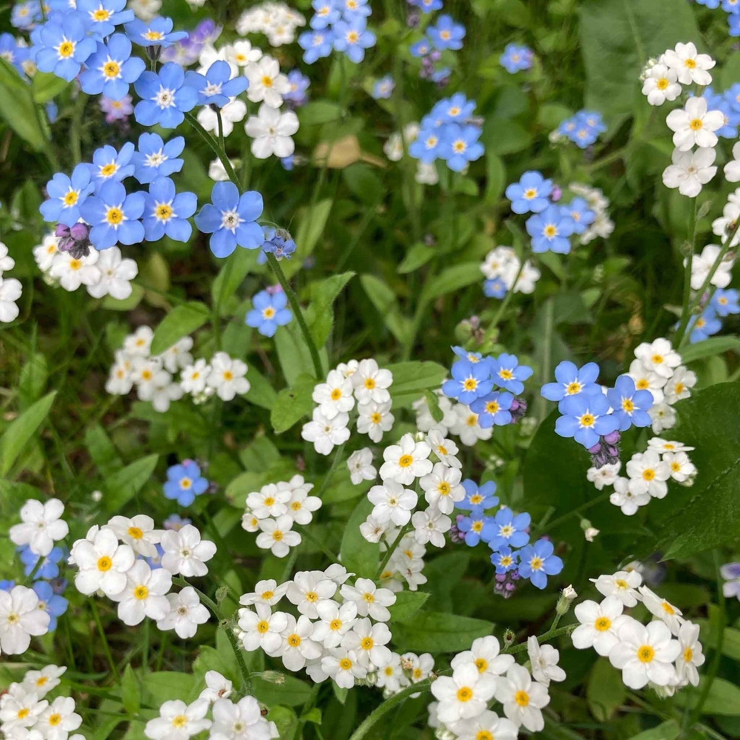 White forget me not flowers growing in a bright garden setting.