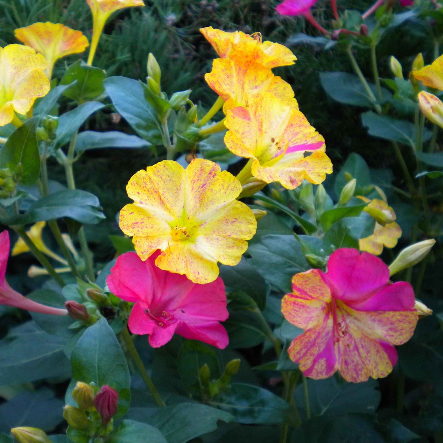 Yellow and pink four o'clock bicolor flowers against a blurred green background.