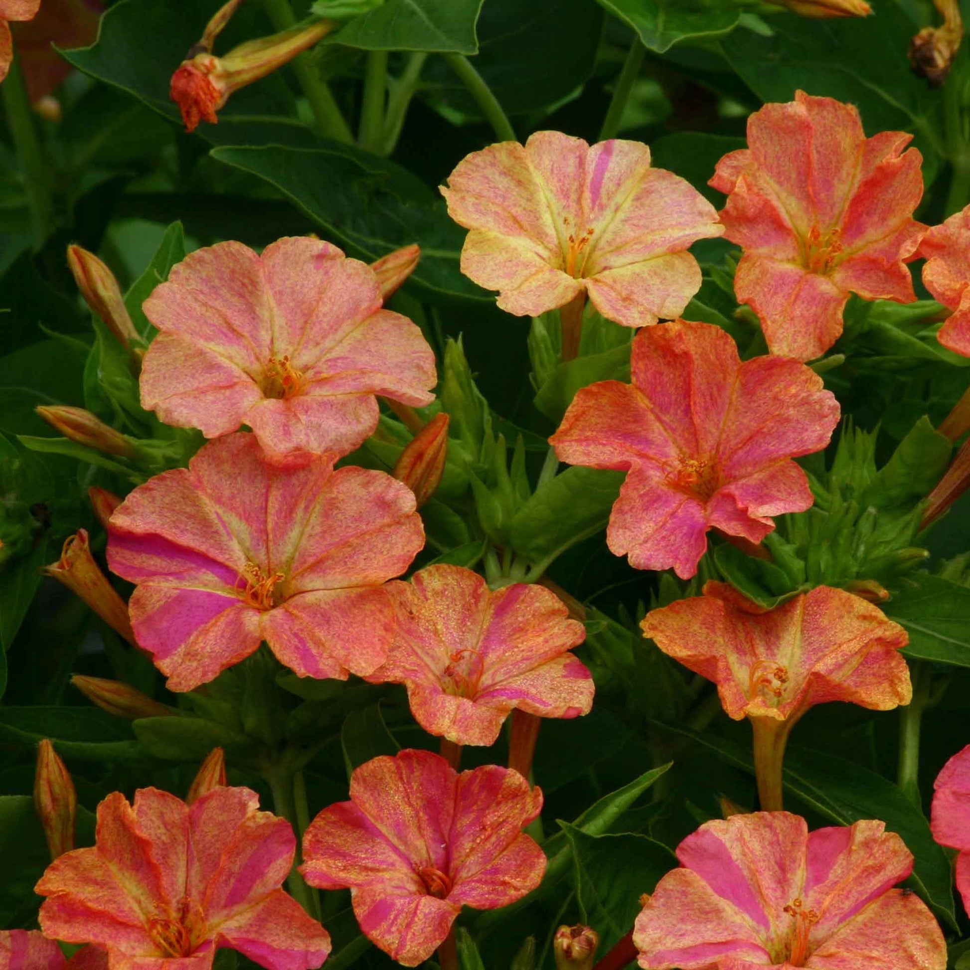 Orange four oclock marbles yellow red flowers against a blurred green background.