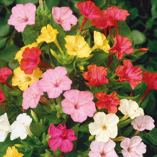 Pink, yellow, and red four o'clock mixed flowers filling a bright garden setting.