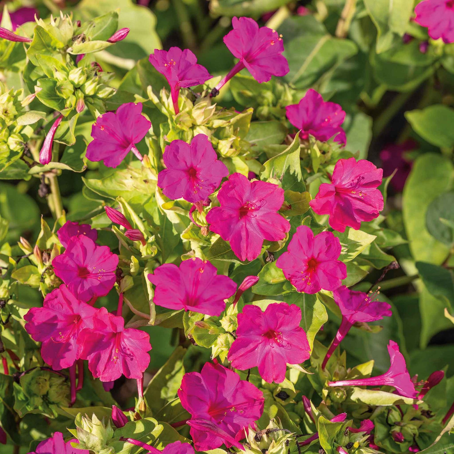Pink and red four oclock pink flowers growing in a bright green garden setting.