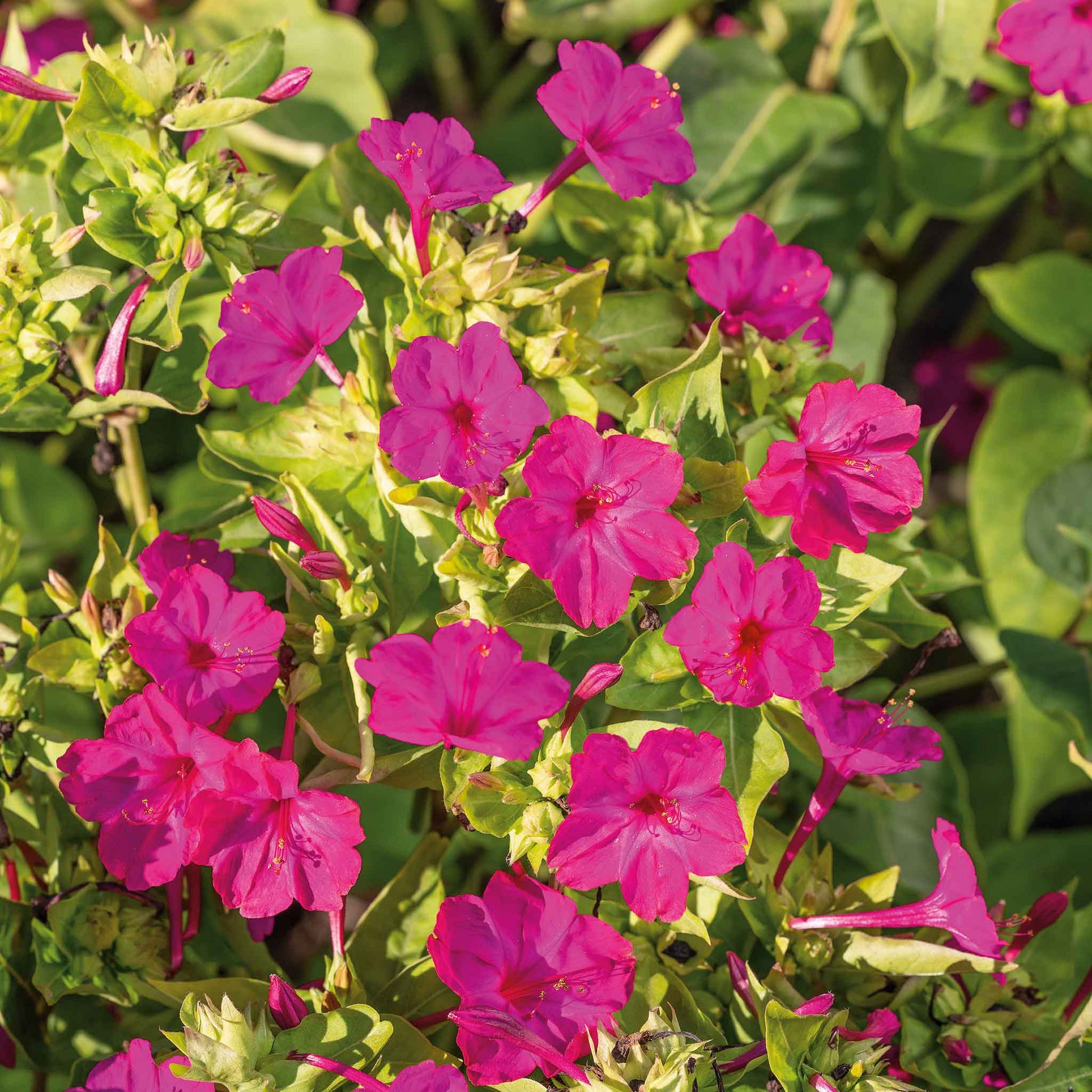 Pink and red four oclock pink flowers growing in a bright green garden setting.