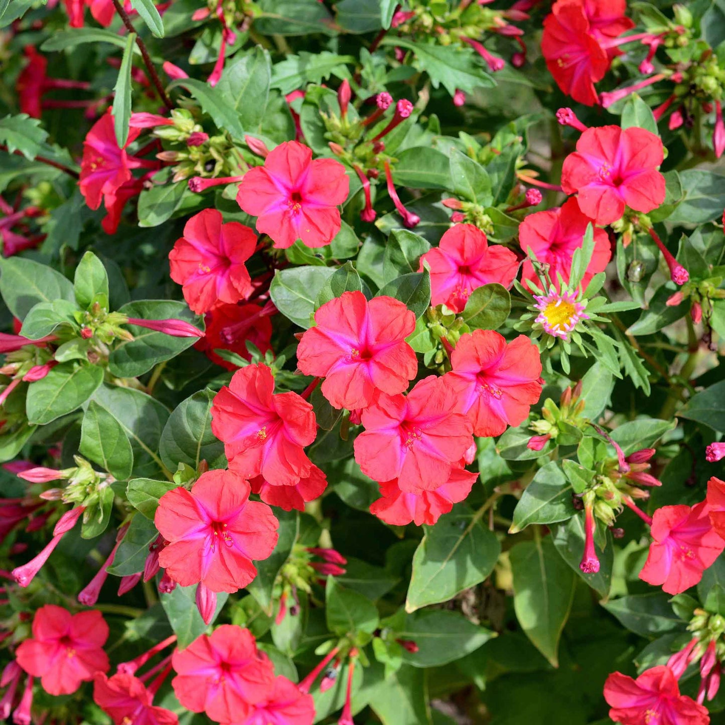 Red and white four o'clock red flowers growing in a bright green garden setting.