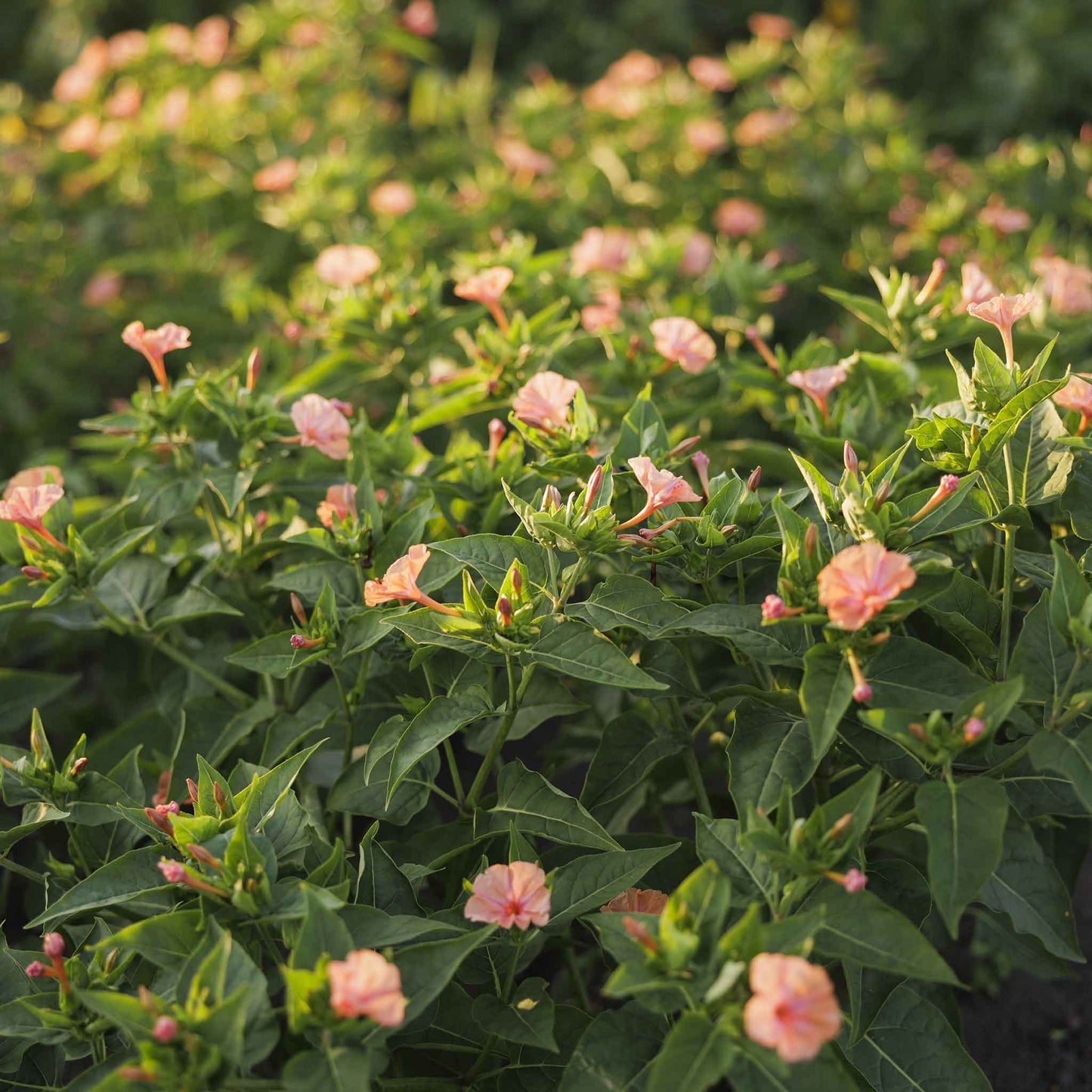 Pink and orange four oclock salmon sunset flowers in a bright green garden setting.