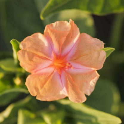 Orange and pink four oclock salmon sunset flower against a blurred green background.