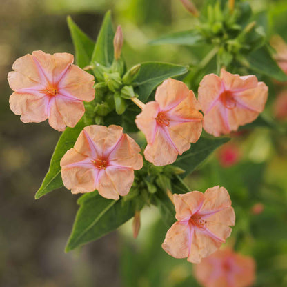 Peach four oclock salmon sunset flower with green leaves against a blurred background.