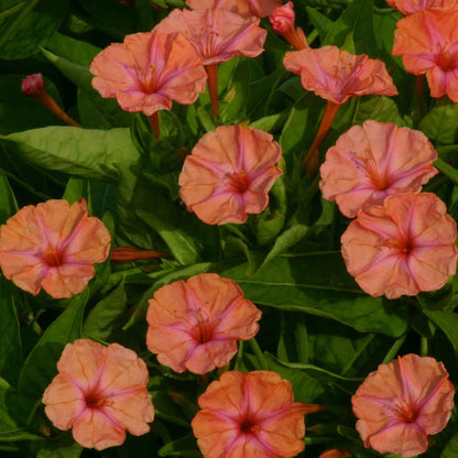Salmon pink four oclock salmon sunset flowers against a blurred green background.