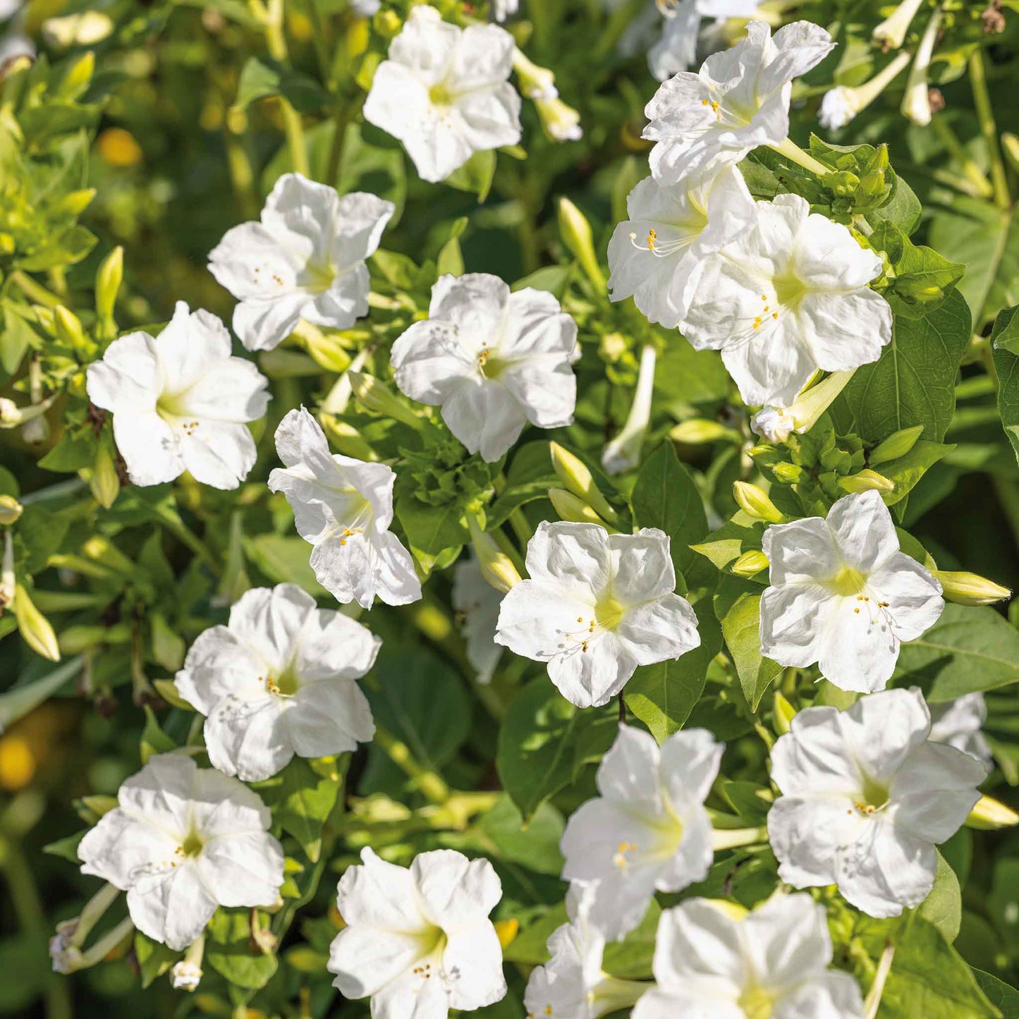 White four oclock white flowers with green leaves in a bright garden setting.
