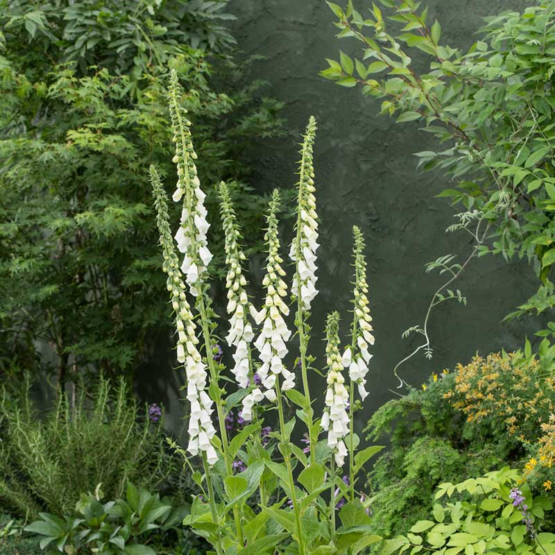 White foxglove alba flowers growing against a blurred green background. | copyright: Floramedia UK Ltd