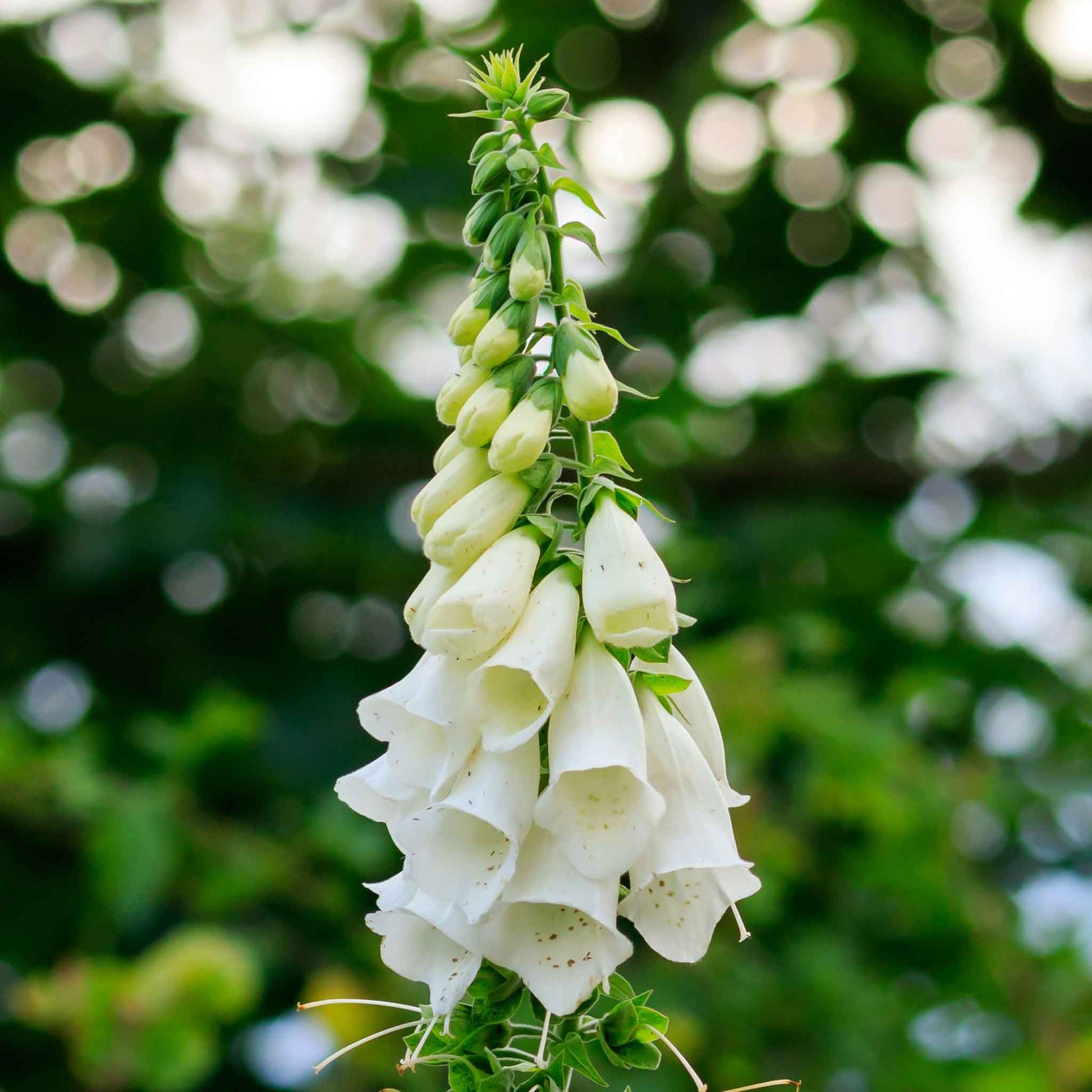 White foxglove alba blooms on tall stems against a blurred green background.