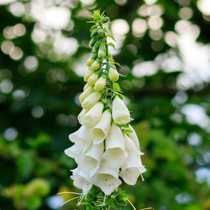White foxglove alba blooms on tall stems against a blurred green background.