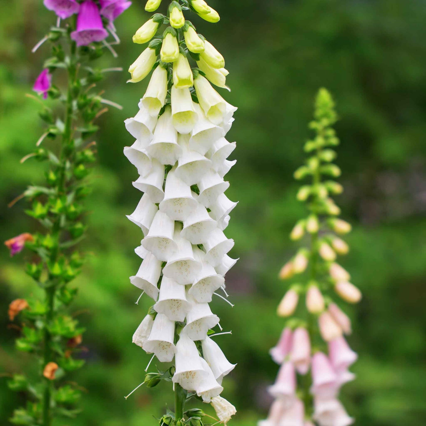 White foxglove alba flowers with purple speckles against a blurred green background.