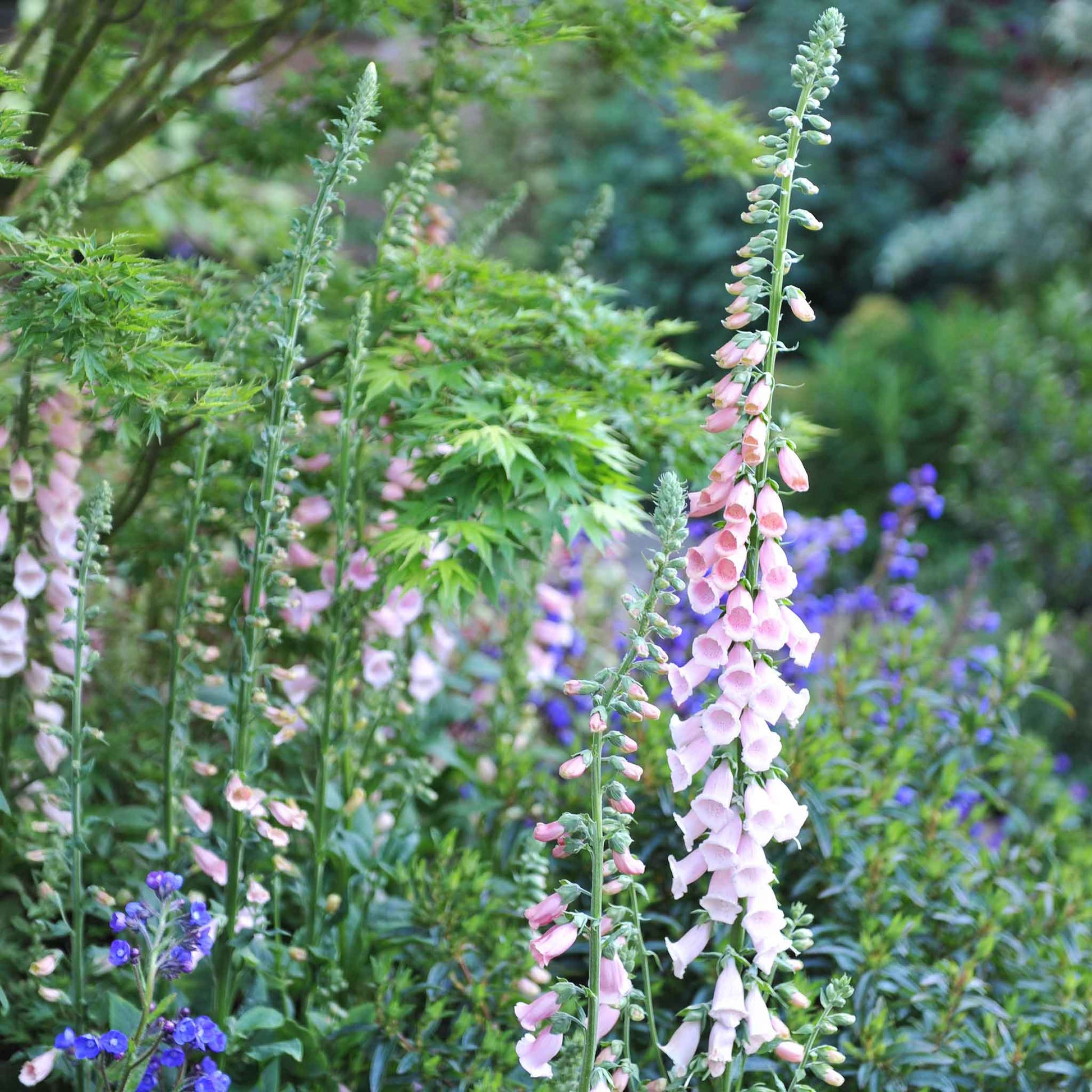 Apricot foxglove apricot beauty flowers growing against a blurred green background.