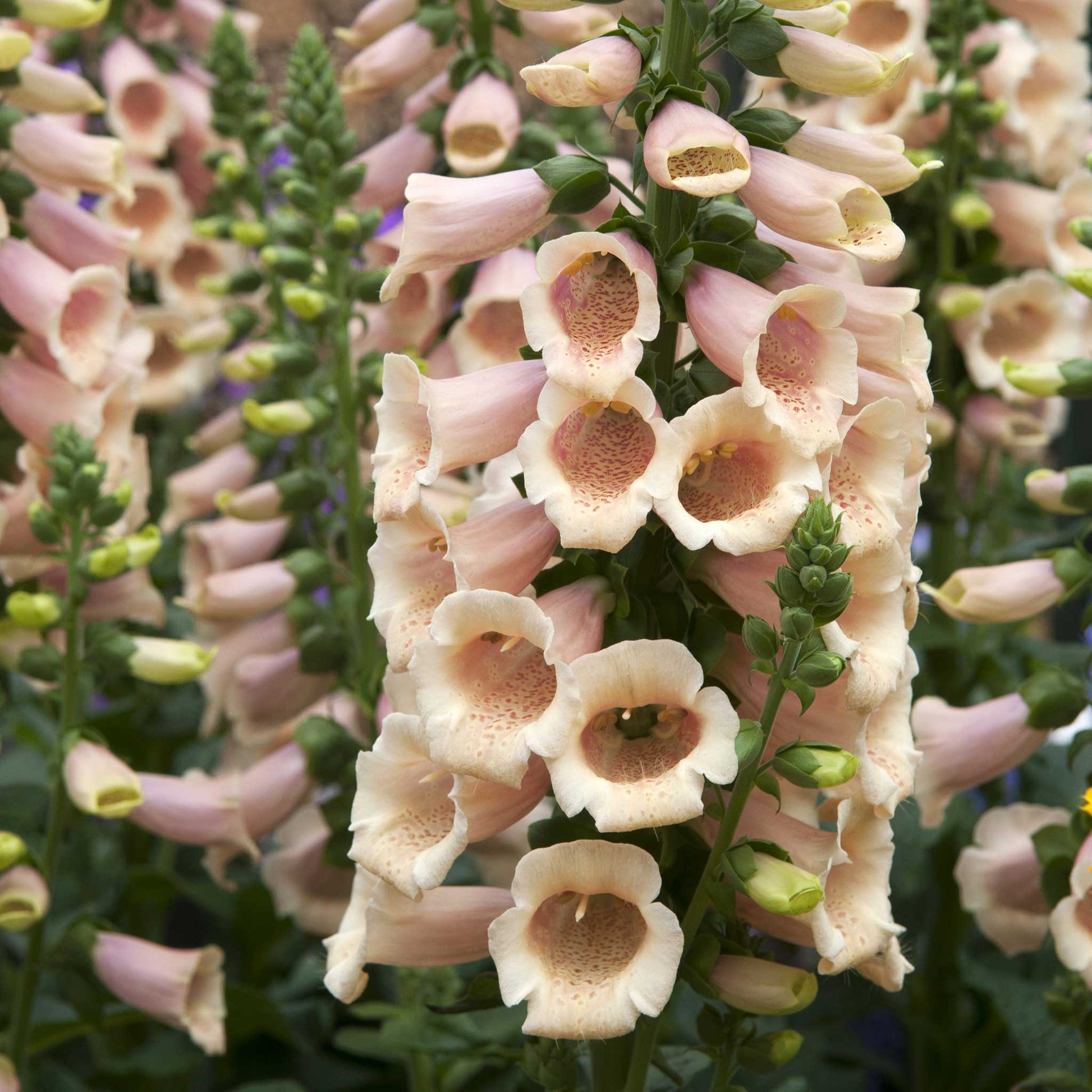 Orange foxglove apricot beauty blooms on tall stems against a blurred green background.