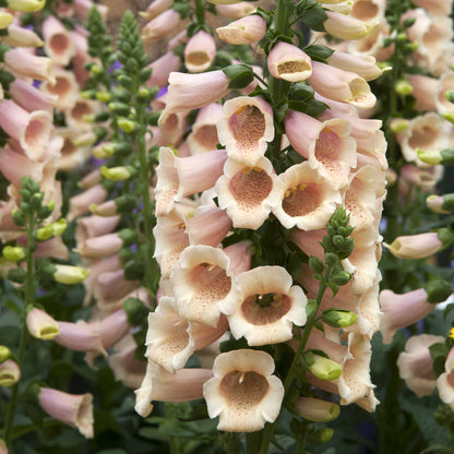 Orange foxglove apricot beauty blooms on tall stems against a blurred green background.