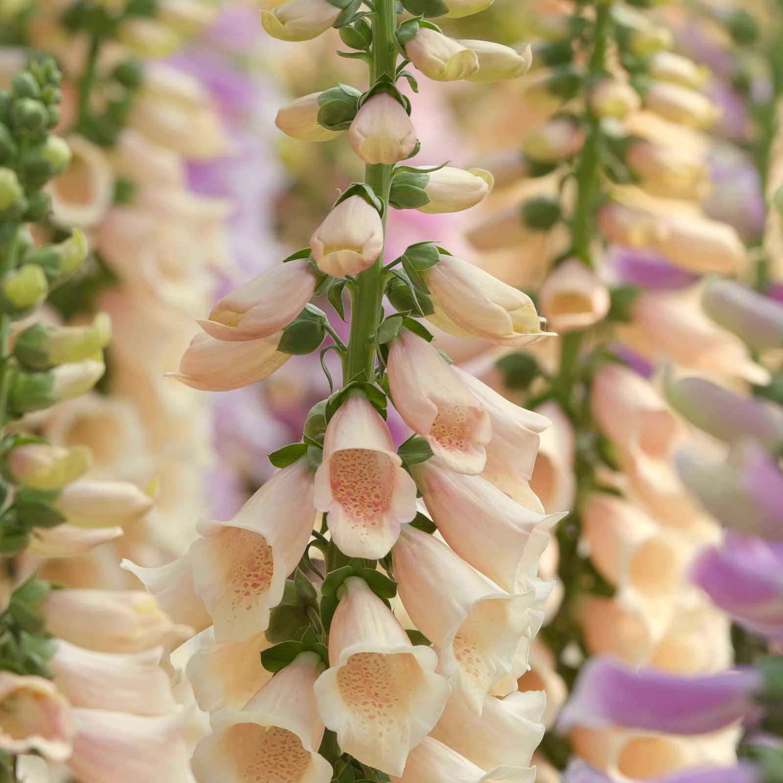 Apricot foxglove apricot beauty blooms on tall stems against a blurred green background.