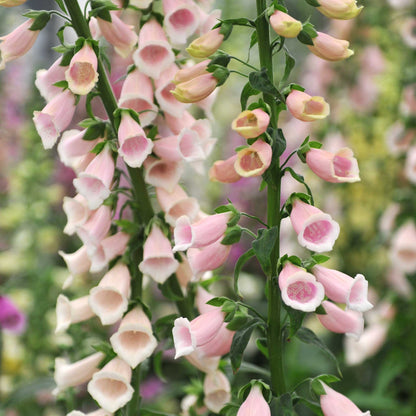 Apricot and pink foxglove apricot beauty flowers against a blurred green background.