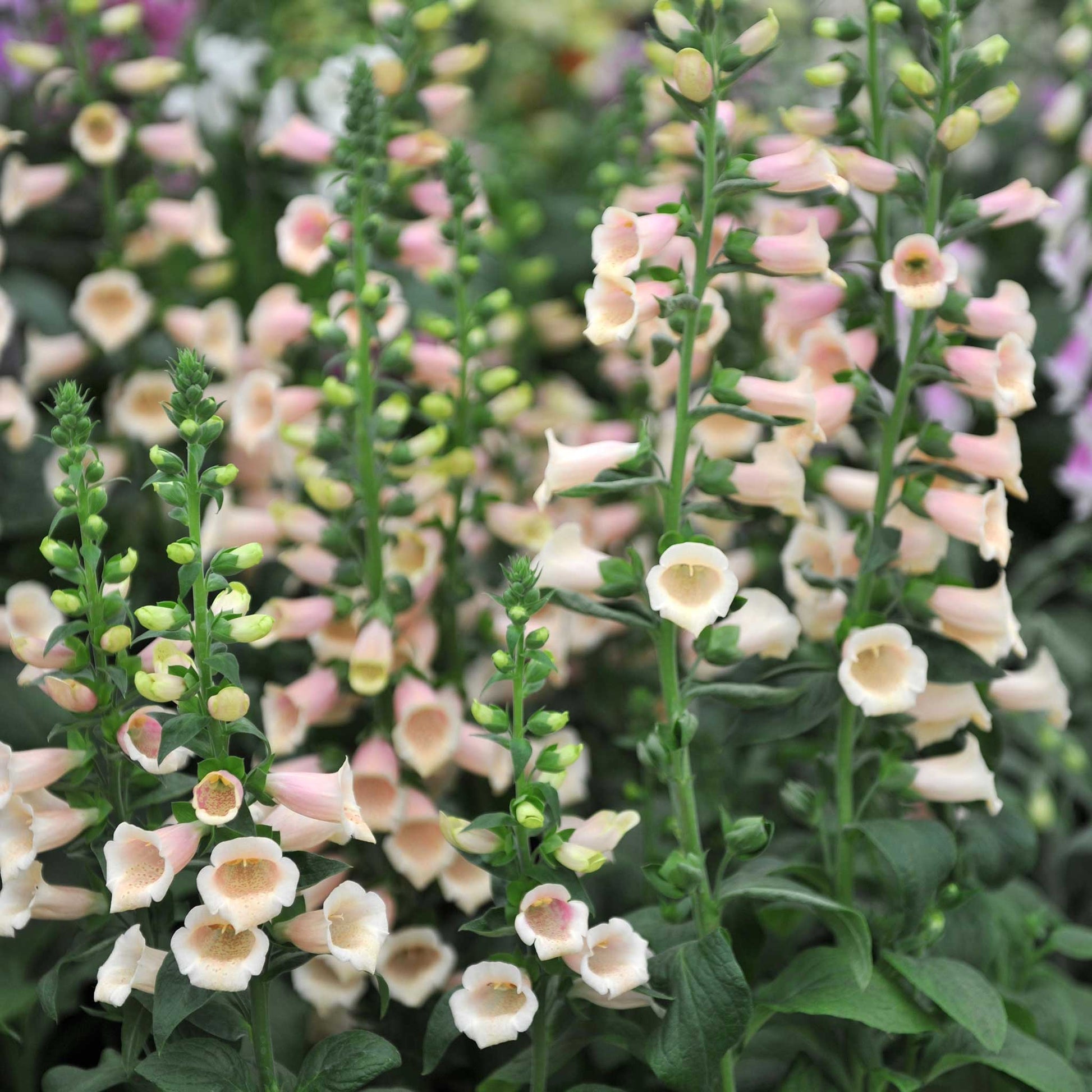 Orange foxglove apricot beauty flowers on tall green stems against a plain background.