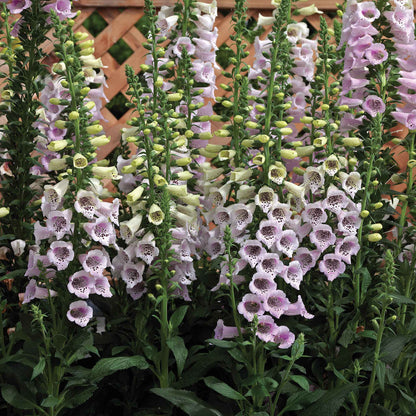 Purple foxglove camelot lavender flowers on tall stems against a blurred green background.