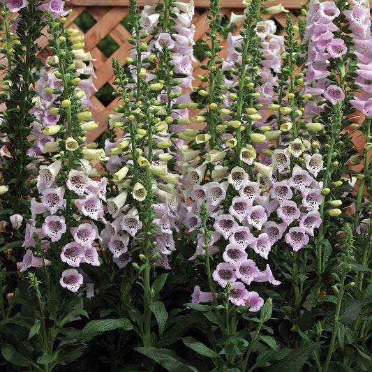Purple foxglove camelot lavender flowers on tall stems against a blurred green background.