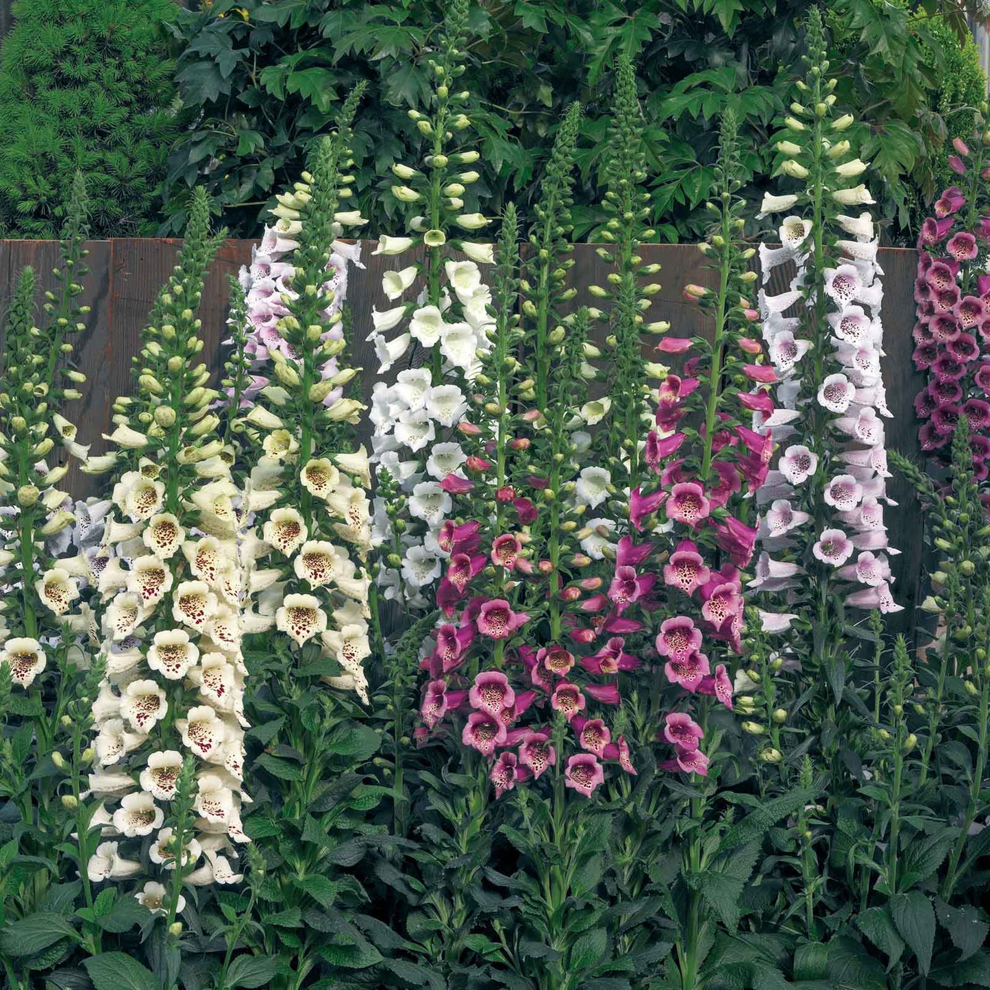Pink, purple, and white foxglove camelot mix flowers against a blurred green background.