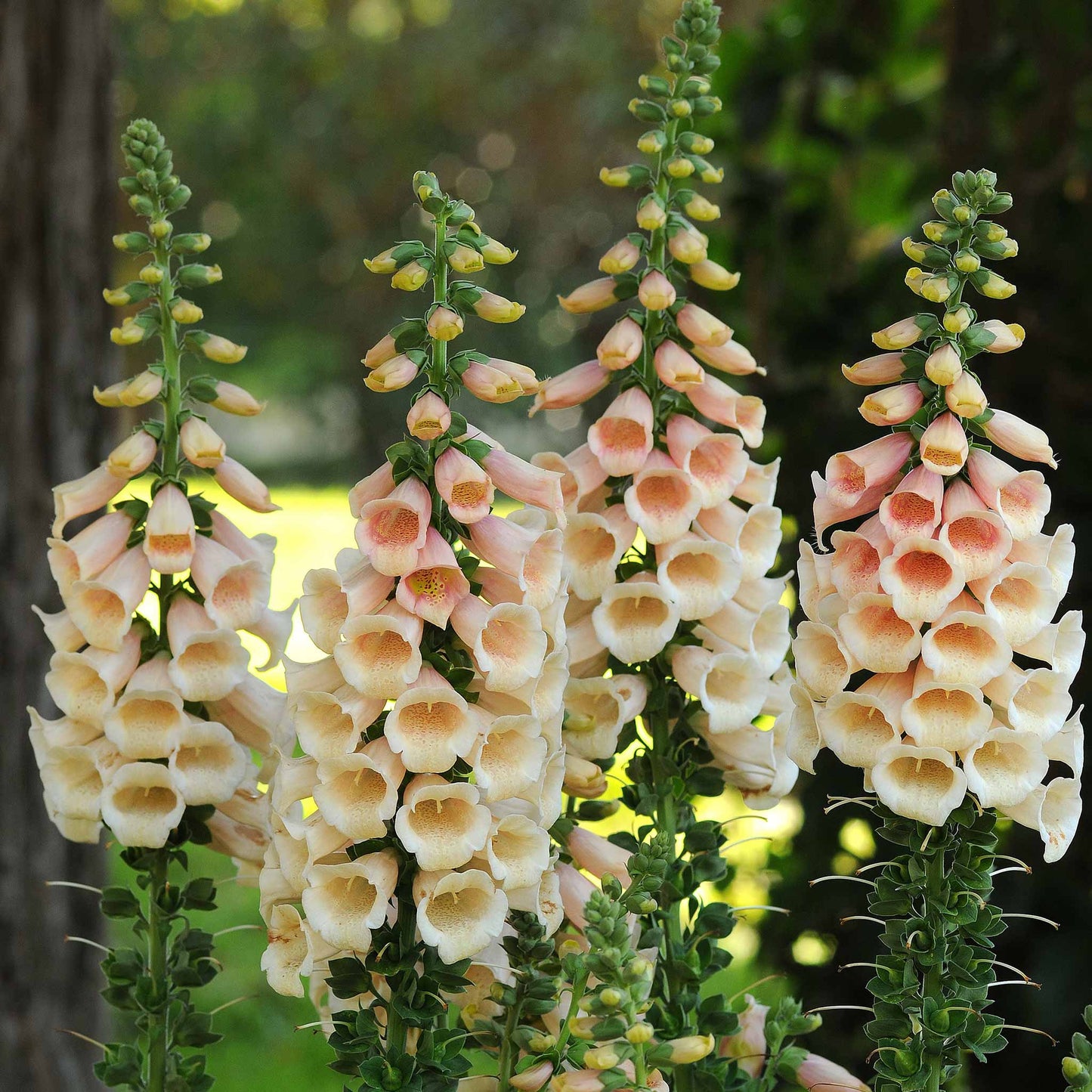 Peach foxglove dalmatian peach blooms on tall stems against a blurred green background.