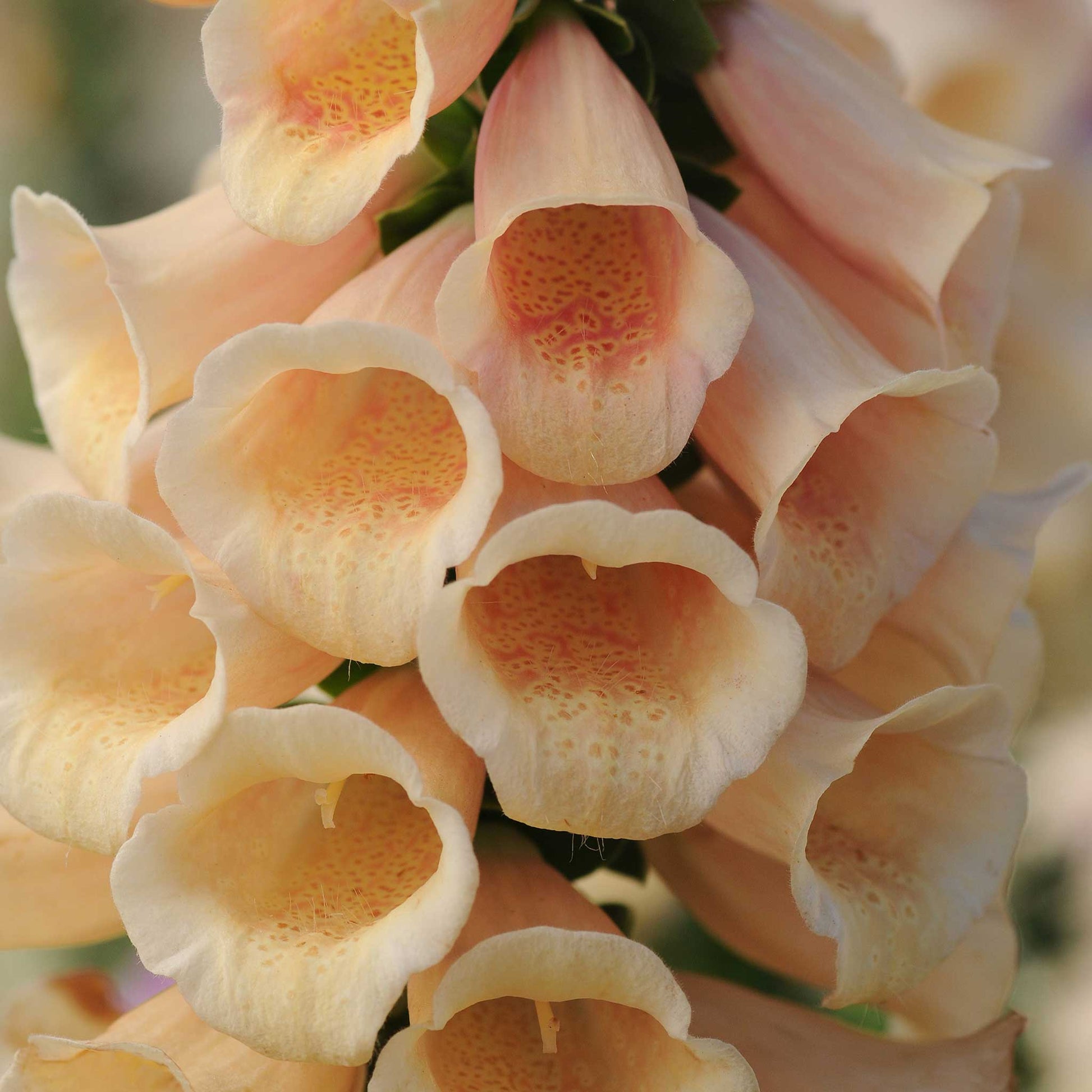 Peach foxglove dalmatian peach flower with speckled throat against a plain background.