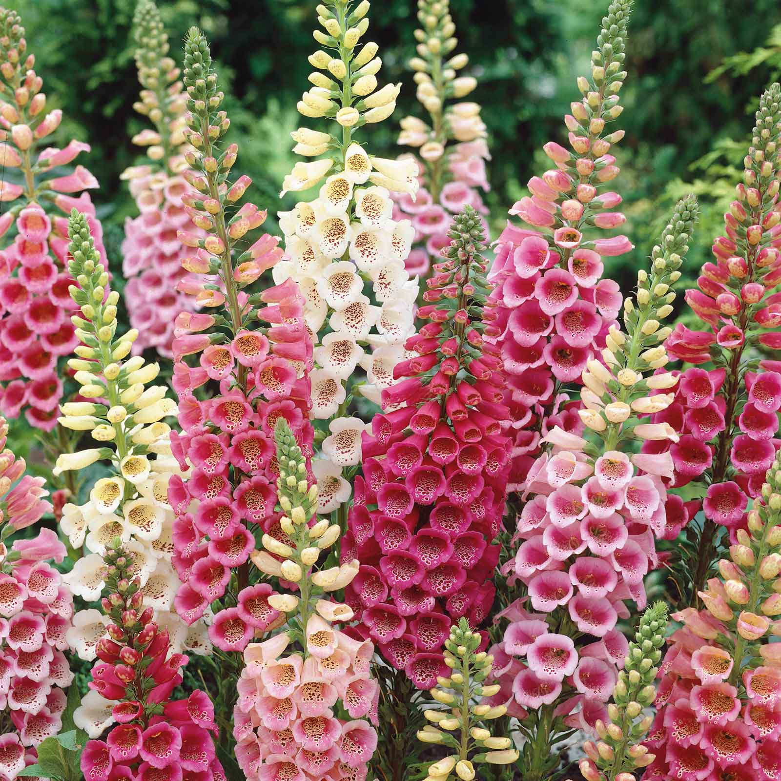 Pink and white foxglove excelsior flowers growing in a bright garden setting.