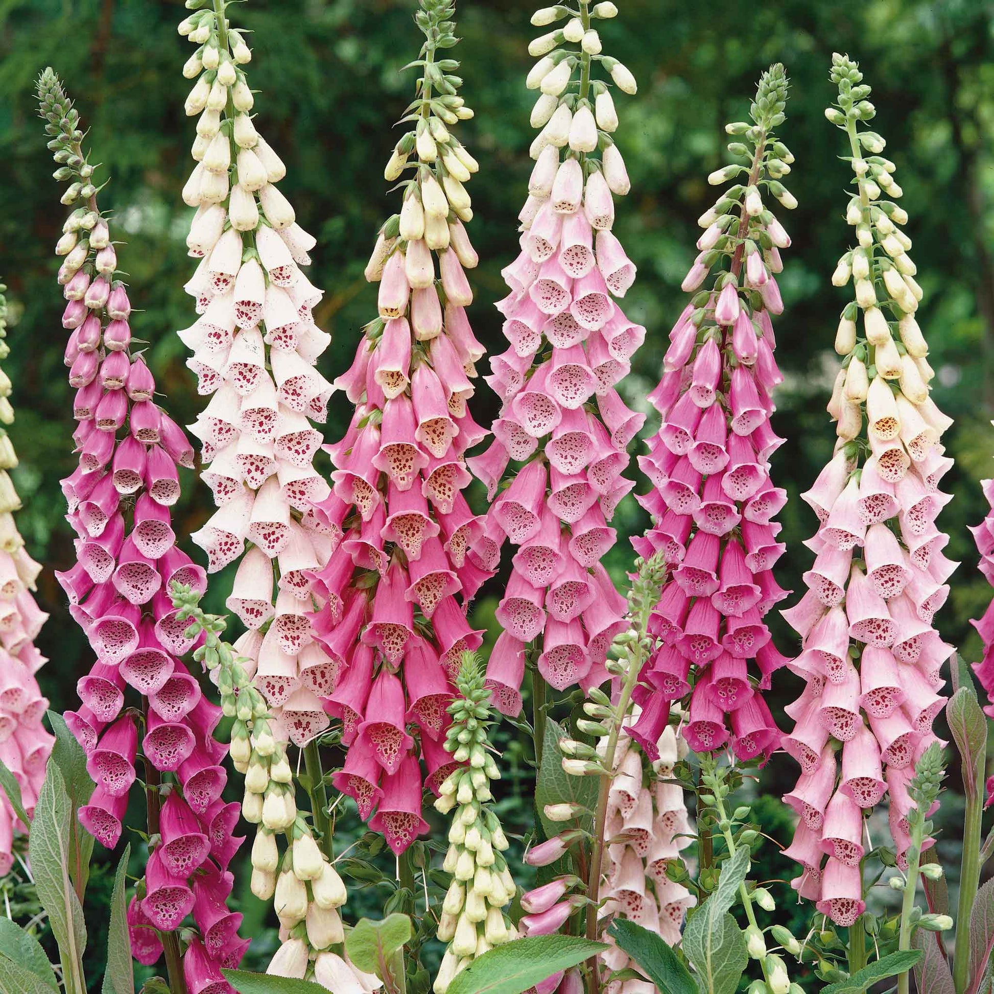 Pink and white foxglove gloxiniaeflora mix flowers against a blurred green background.