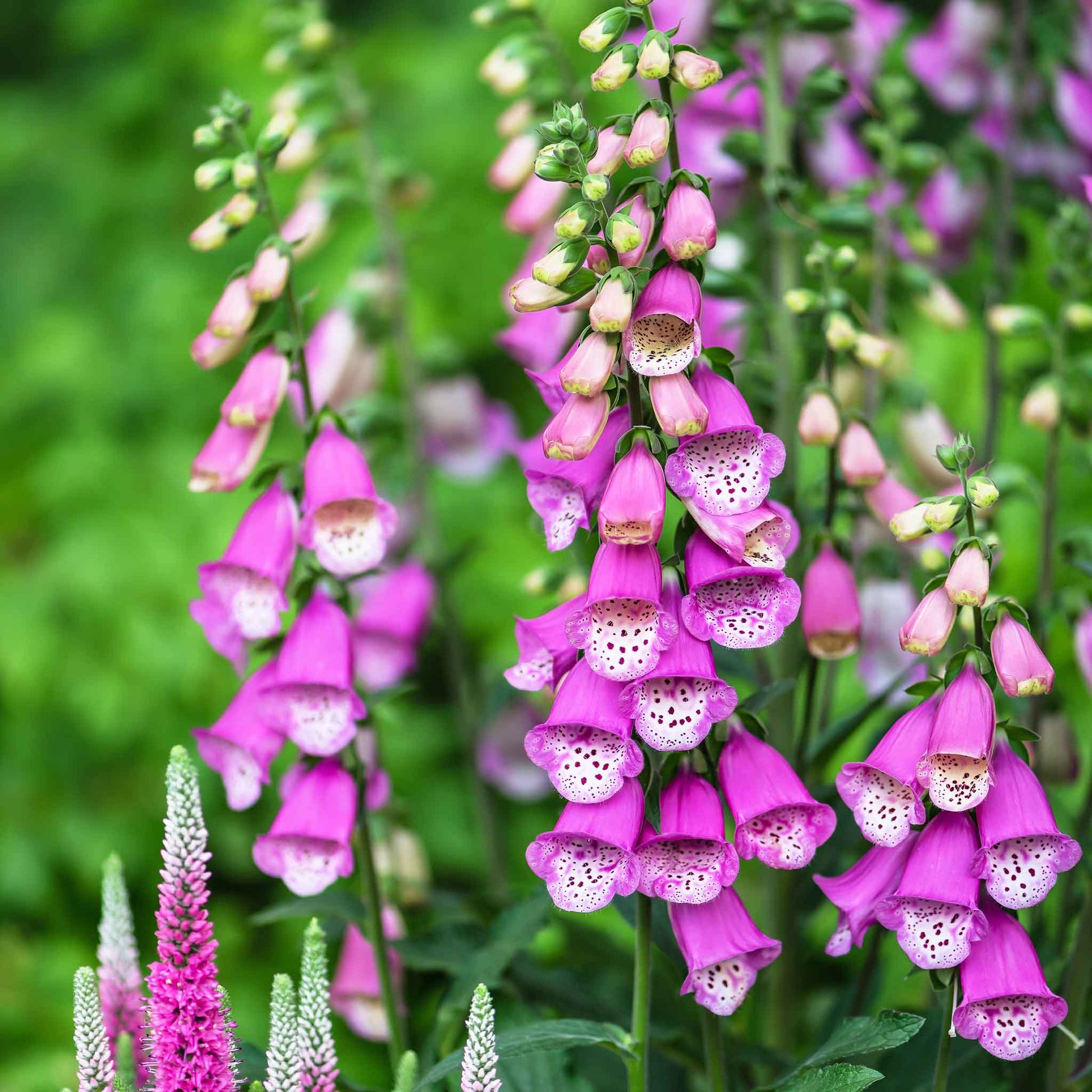 Pink foxglove gloxiniaeflora mix flowers filling a bright garden setting.